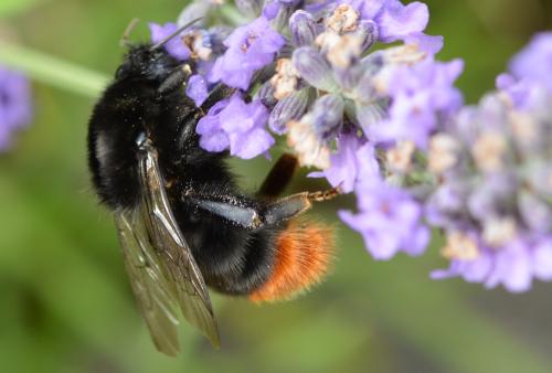 Bombus lapidarius